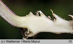 Dentaria glandulosa (żywiec gruczołowaty)