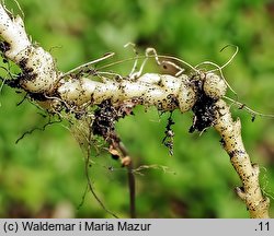 Dentaria bulbifera (żywiec cebulkowy)