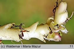 Dentaria bulbifera (żywiec cebulkowy)