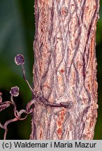 Parthenocissus tricuspidata (winobluszcz trójklapowy)