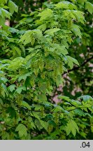 Acer pseudoplatanus (klon jawor)