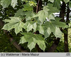 Acer platanoides (klon pospolity)