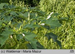 Datura stramonium (bieluń dziędzierzawa)