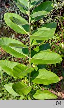 Asclepias syriaca (trojeść amerykańska)