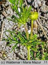 Adonis aestivalis (miłek letni)