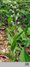 Cephalanthera longifolia (buławnik mieczolistny)