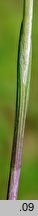 Cephalanthera rubra (buławnik czerwony)