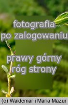 Cerastium alpinum (rogownica alpejska)