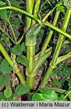 Angelica archangelica ssp. litoralis (dzięgiel litwor nadbrzeżny)