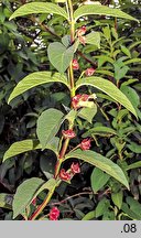 Lonicera involucrata (wiciokrzew skrytoowocowy)