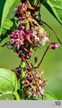 Cuscuta epithymum ssp. epithymum (kanianka macierzankowa)