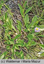 Aster amellus (aster gawędka)