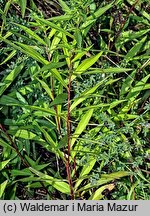 Symphyotrichum lanceolatum (aster lancetowaty)