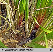 Butomus umbellatus (łączeń baldaszkowy)