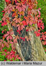 Parthenocissus inserta (winobluszcz zaroślowy)