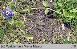 Ajuga reptans (dąbrówka rozłogowa)