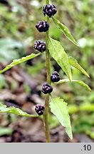 Dentaria bulbifera (żywiec cebulkowy)