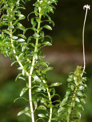 Elodea canadensis (moczarka kanadyjska)