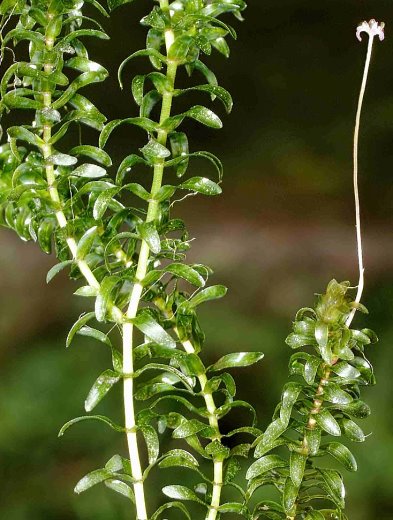 Elodea canadensis (moczarka kanadyjska)