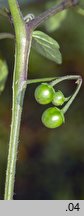 Solanum alatum (psianka skrzydlata)