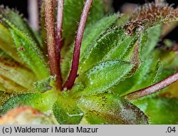 Draba verna (wiosnówka pospolita)