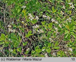 Cerasus fruticosa (wiśnia karłowata)