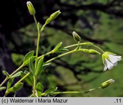 Cerastium alpinum (rogownica alpejska)