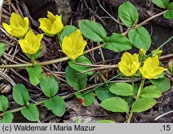 Lysimachia nummularia (tojeść rozesłana)