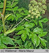 Angelica archangelica ssp. litoralis (dzięgiel litwor nadbrzeżny)