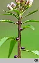 Dentaria bulbifera (żywiec cebulkowy)