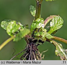 Ajuga reptans (dąbrówka rozłogowa)