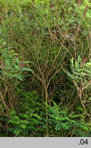 Amorpha fruticosa (amorfa krzewiasta)