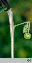 Solanum alatum (psianka skrzydlata)