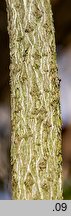 Parthenocissus inserta (winobluszcz zaroślowy)