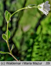 Cerastium alpinum (rogownica alpejska)