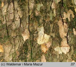 Platanus ×hispanica (platan klonolistny)