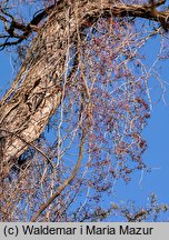 Parthenocissus inserta (winobluszcz zaroślowy)