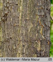 Acer pseudoplatanus (klon jawor)