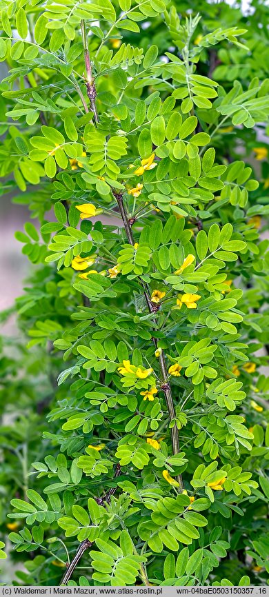 Caragana arborescens (karagana syberyjska)