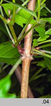 Campsis radicans (milin amerykański)