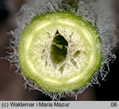 Lysimachia punctata (tojeść kropkowana)