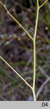 Anthericum ramosum (pajęcznica gałęzista)