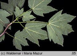 Acer pseudoplatanus (klon jawor)