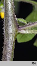 Solanum alatum (psianka skrzydlata)