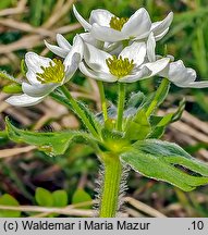 Anemonastrum narcissiflorum (zawilec narcyzowy)