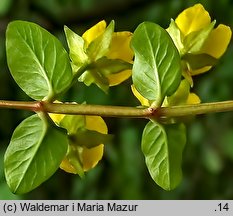 Lysimachia nummularia (tojeść rozesłana)