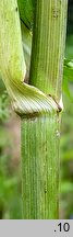 Angelica archangelica ssp. litoralis (dzięgiel litwor nadbrzeżny)