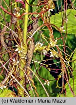 Cuscuta europaea ssp. europaea (kanianka pospolita typowa)