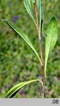 Aster amellus (aster gawędka)