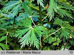 Aconitum firmum (tojad mocny)